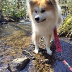 ムクムク秋田犬のblog