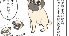 留守番カメラで知った、パグの子犬の本音