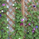 夏の花２０２５