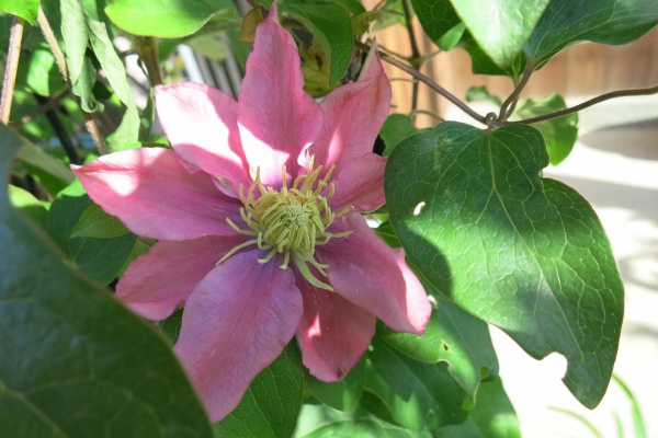 ミセスケイの薔薇コラム ドクターラッペル