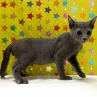 『	 新しいねこちゃんの紹介です😸』の画像