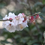『【春】梅の花📷️』の画像