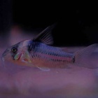『7月2日(木)熱帯魚入荷情報🐟』の画像