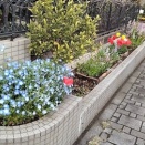 ３月　チューリップ　ネモフィラ　が満開