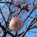 祝日ポタリ@観梅