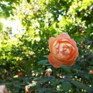 横浜橫浜イングリッシュガーデン　バラ、ヒャクニチソウ、デイジーと蝶　　