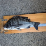 千倉港の海況日記　釣具屋あどう