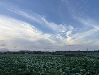 日本一のレンコンの産地