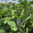 茄子 花粉症