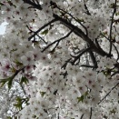 グランドシニア和泉