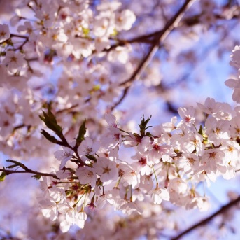 本日クーポンあり！アラフィフでも可愛いキラキラ＆ほんの少しのお花見時間<PR含>