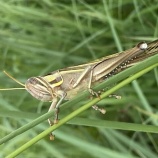 『「飛蝗」と「非行」』の画像