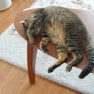 世界猫の日2026、現在のわがにゃ。