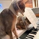 飼い主のピアノに興味津々すぎる猫たち