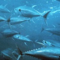 クロマグロの未来はどうなる？国際会議で新ルール協議へ