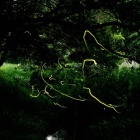 『投稿：横浜のホタル②　2022/06/08』の画像