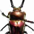 7/12 SHOPPERS&BREEDERS 持っていくもの 生体編