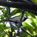 2026年10月10日の野鳥公園