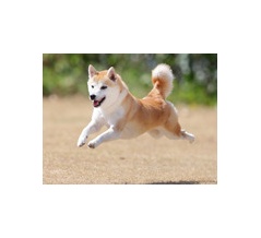 8-11-3　小池　なつちゃん　4歳　南あわじドッグラン・飛行犬撮影所にて
