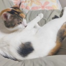 ふにゃっとしたん何？これ！