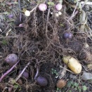 唐辛子鉢上げとジャガイモ里芋パプリカえんどう生姜ニンニク