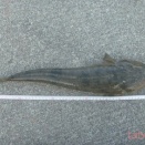 牡鹿半島マゴチ 2時間で5匹 最大53cm