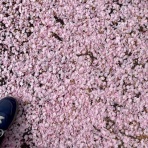 だいじろう日和。