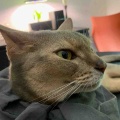 足の間に尻尾を挟んでスヤスヤ