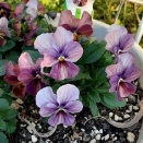 秋植えのパンジー・ビオラが順調に成長中🎵