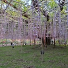 『2022/5/4 あしかがフラワーパークへ日帰り旅行』の画像