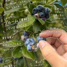 ブルーベリーの白い粉「ブルーム」は新鮮さの証！