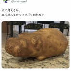 【画像】犬に見えるか猫に見えるかキッパリ割れる「芋」がこちらｗｗｗｗ