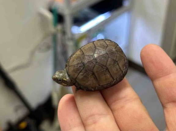2階新着🐢