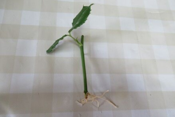 水挿しの植え替え ミセスケイの薔薇コラム