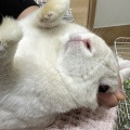 新規保護うさぎの紹介　縁側組