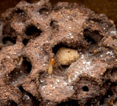 タイワンシロアリ産卵