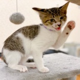 『里親募集を開始しました（子猫８頭）』の画像