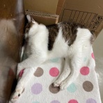 家をさがすのじゃ～～～～