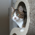 ねことアパートと1人暮らし～とらやんとおらと～