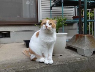 猫と花