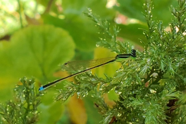 Grace グレイス のblog