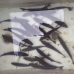 ハワイ・長崎釣り三昧