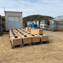 ペチュニア出荷最盛期