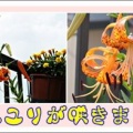 オニユリが咲きました