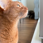 おうちごはんとおかしとねこ