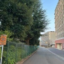 ヒマラヤスギの松ぼっくり