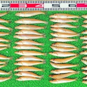 2026年4月13日　釣果