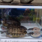 日頃のママ日記