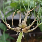 Heyモーの家庭菜園を楽しむ