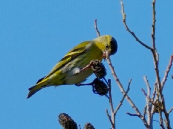 11月の野鳥予報